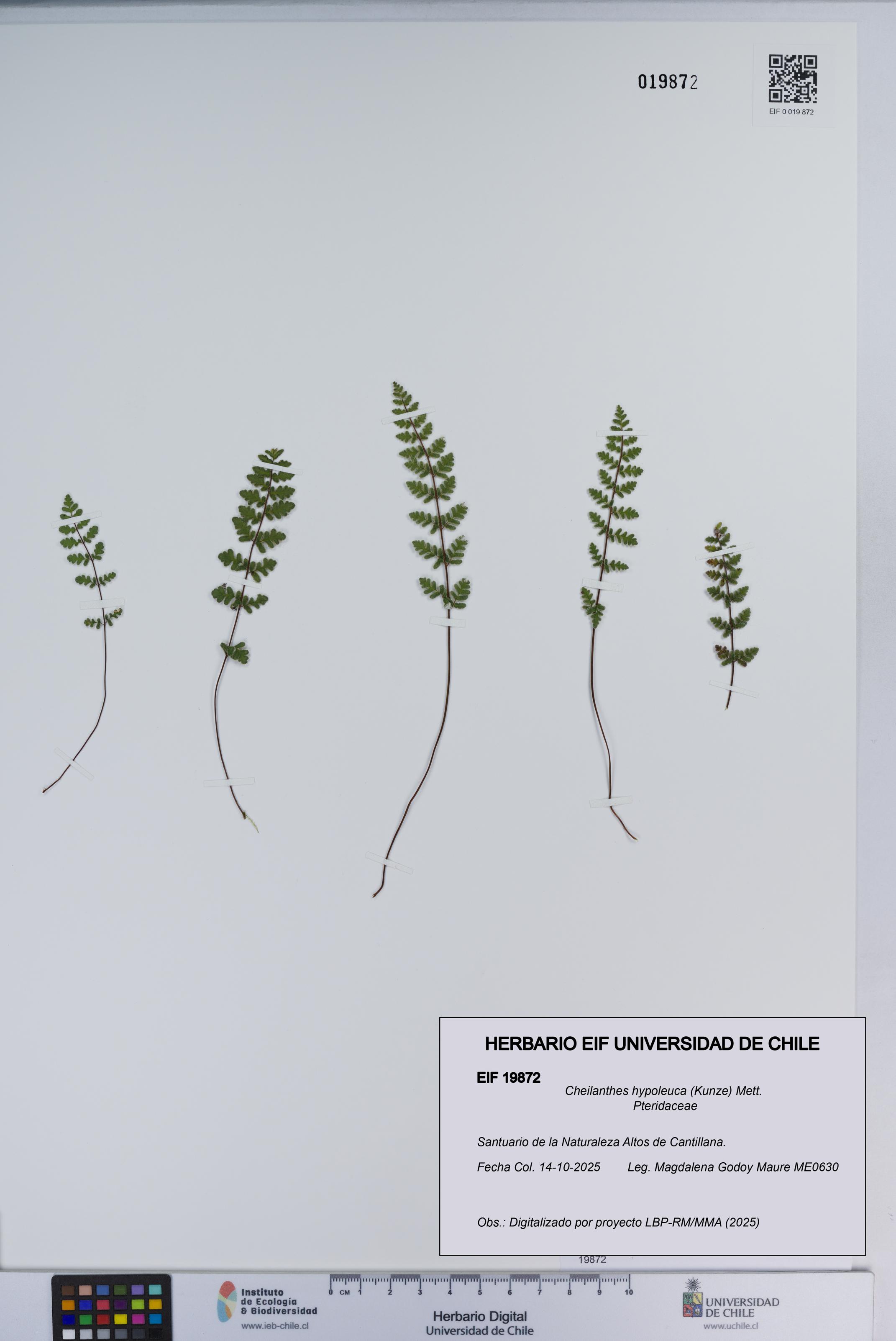 Cheilanthes hypoleuca [Espécimen: ]