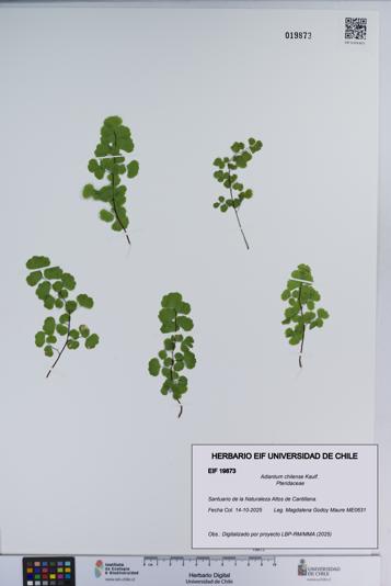 Adiantum chilense [Espécimen: ]