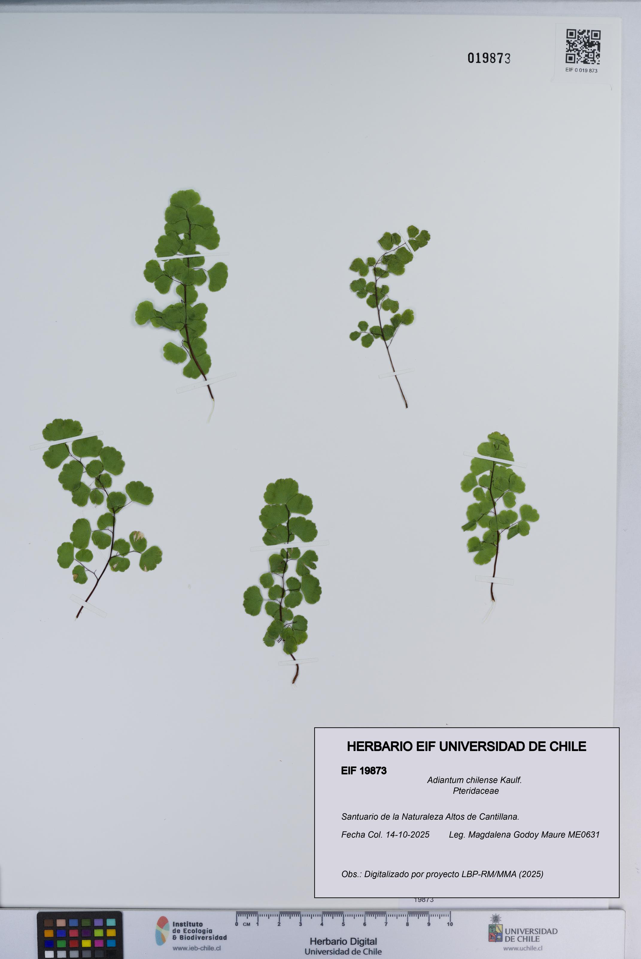 Adiantum chilense [Espécimen: ]