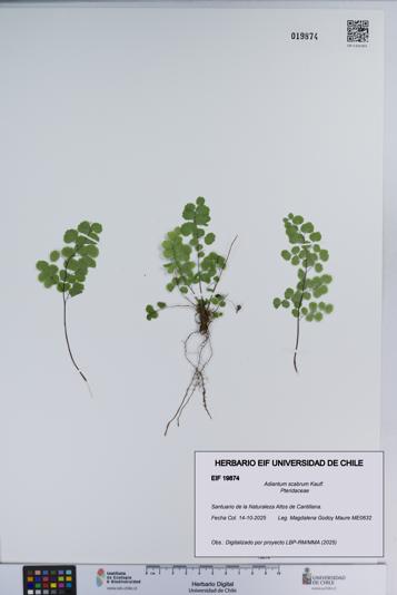 Adiantum scabrum [Espécimen: ]
