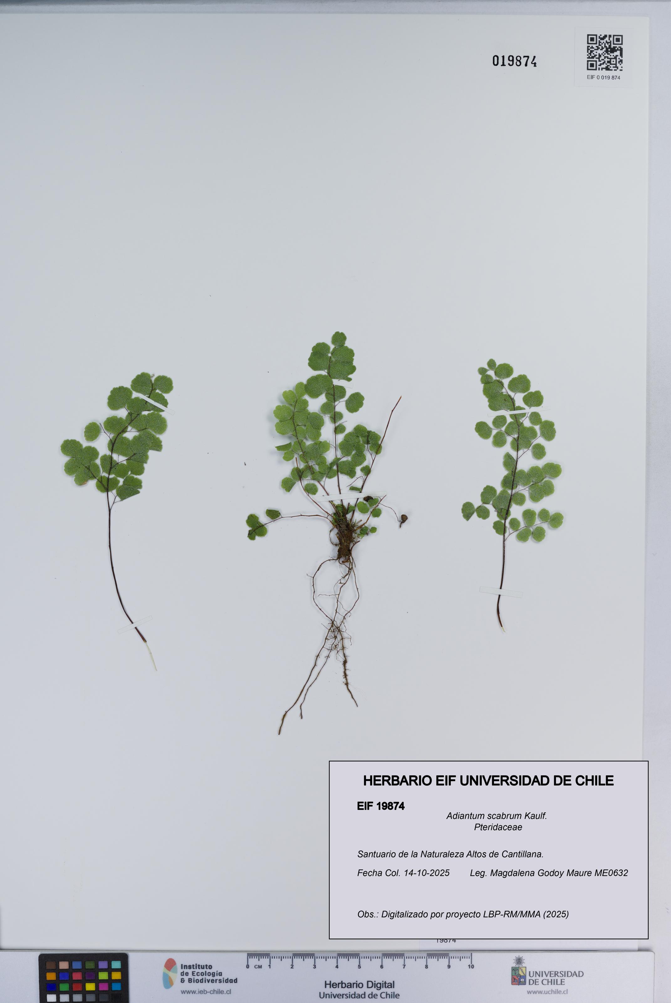 Adiantum scabrum [Espécimen: ]
