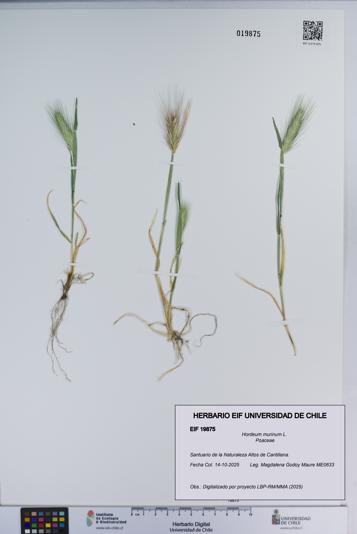Hordeum murinum [Espécimen: ]