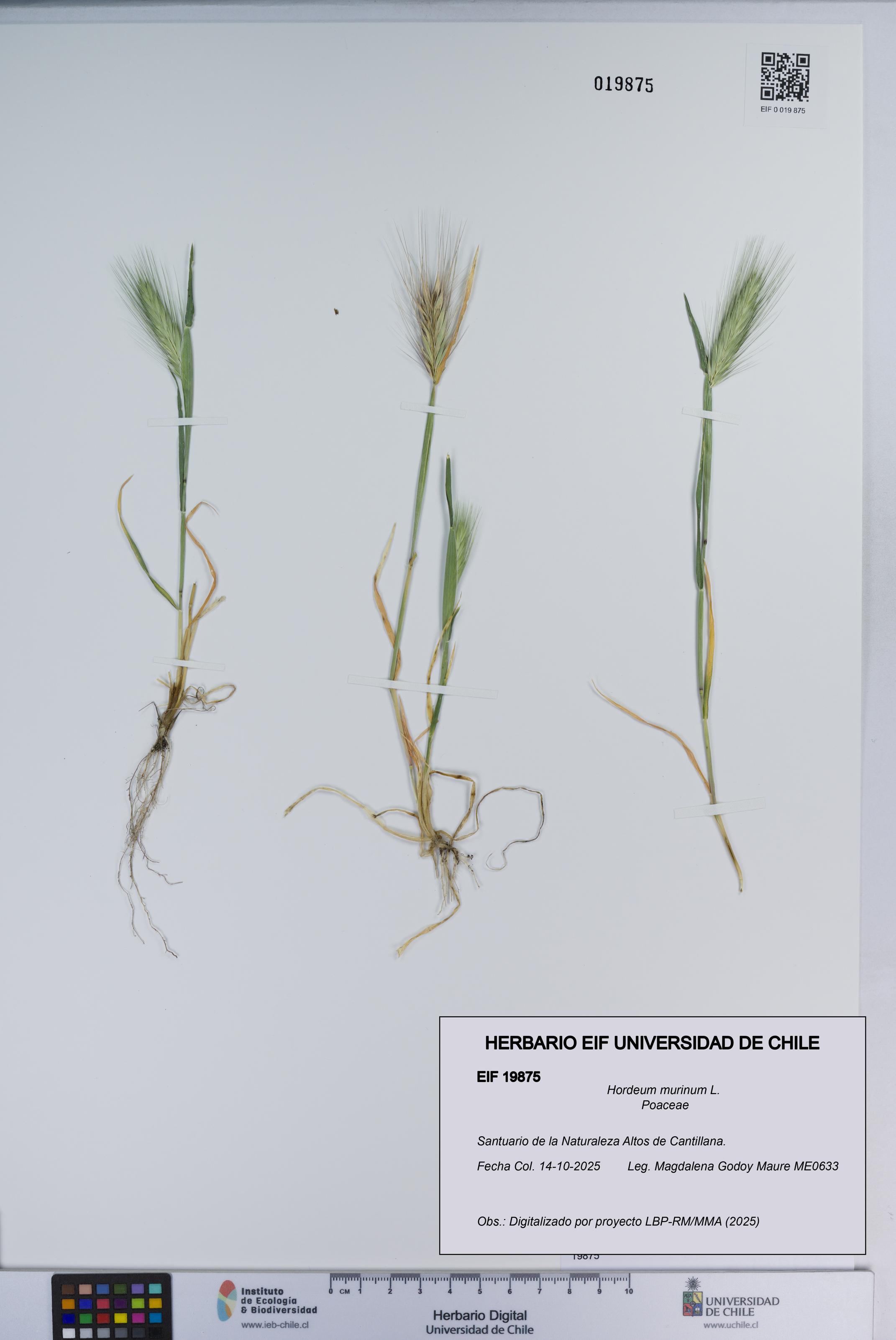 Hordeum murinum [Espécimen: ]