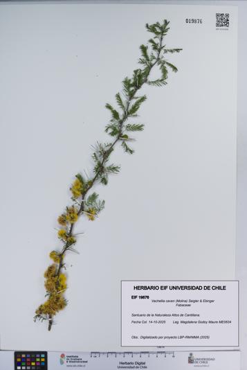Vachellia caven [Espécimen: ]