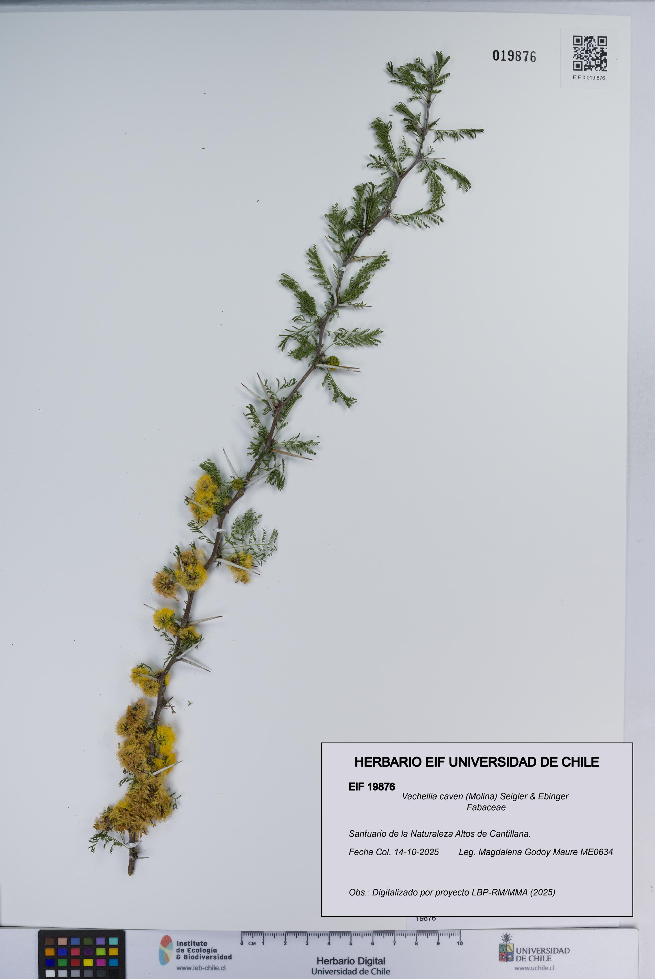 Vachellia caven [Espécimen: ]