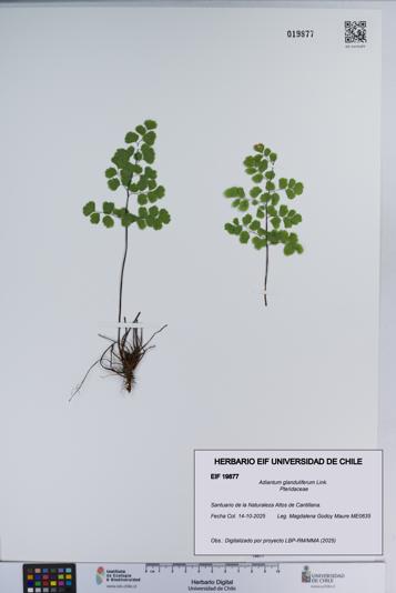 Adiantum glanduliferum [Espécimen: ]