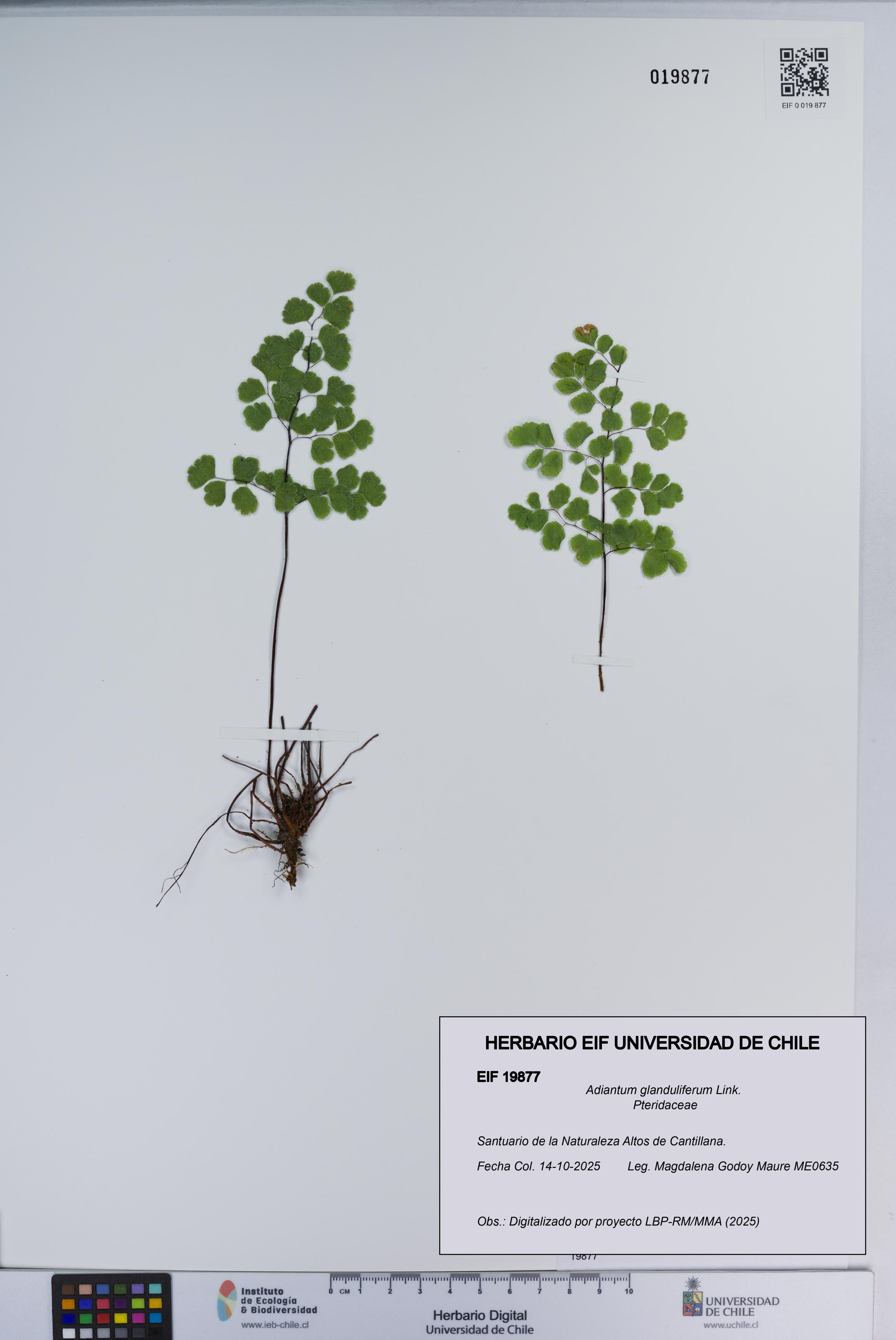 Adiantum glanduliferum [Espécimen: ]