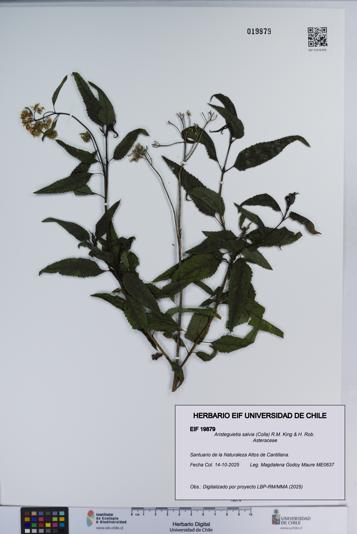 Aristeguietia salvia [Espécimen: ]