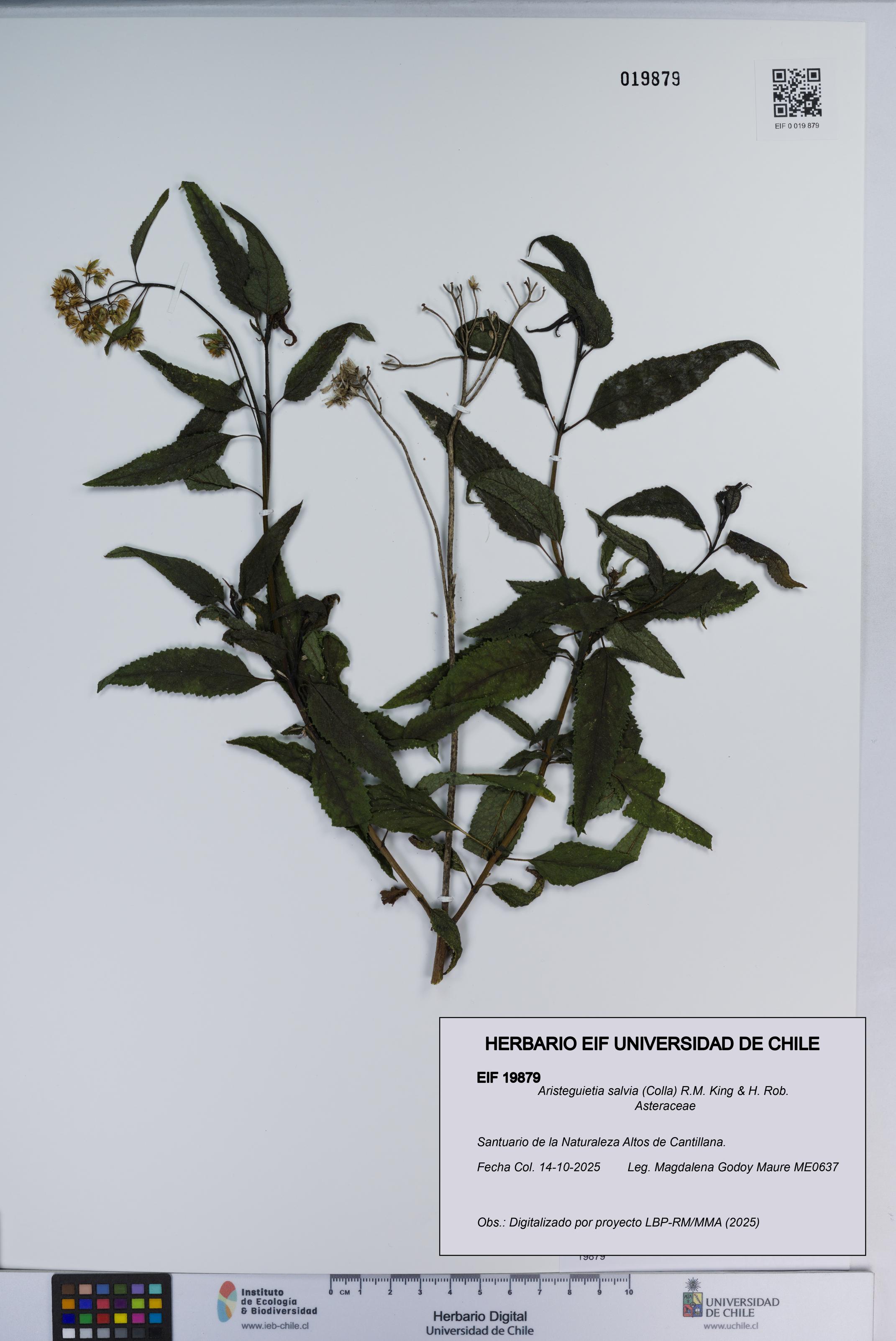 Aristeguietia salvia [Espécimen: ]