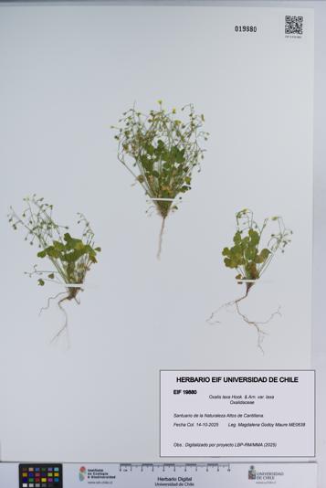 Oxalis laxa var. laxa [Espécimen: ]