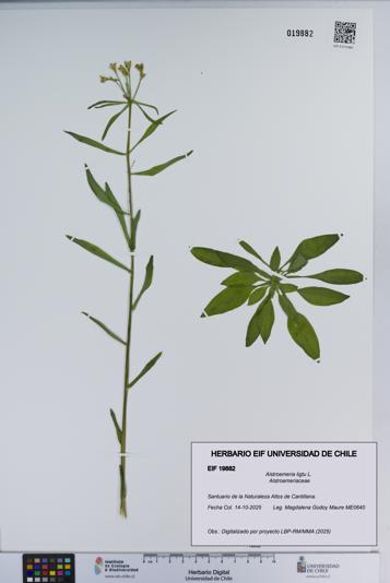 Alstroemeria ligtu [Espécimen: ]