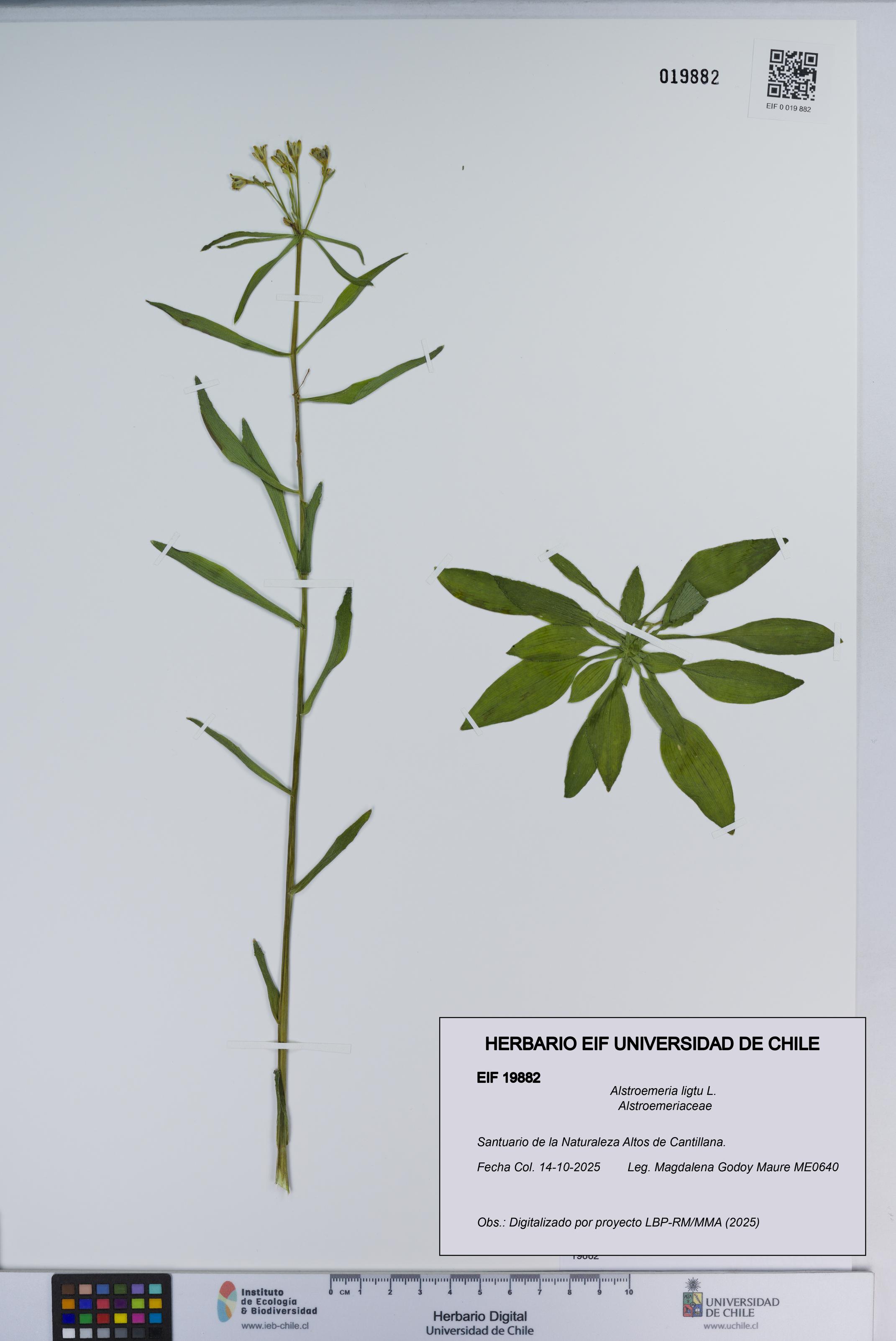 Alstroemeria ligtu [Espécimen: ]