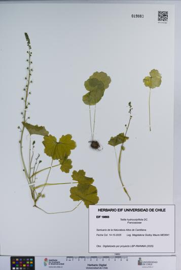 Tetilla hydrocotylifolia [Espécimen: ]