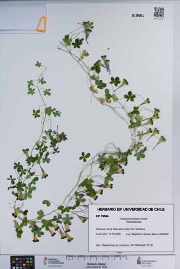 Tropaeolum tricolor [Espécimen: ]
