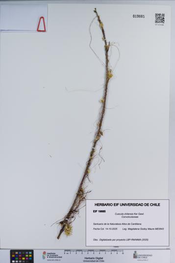 Cuscuta chilensis [Espécimen: ]