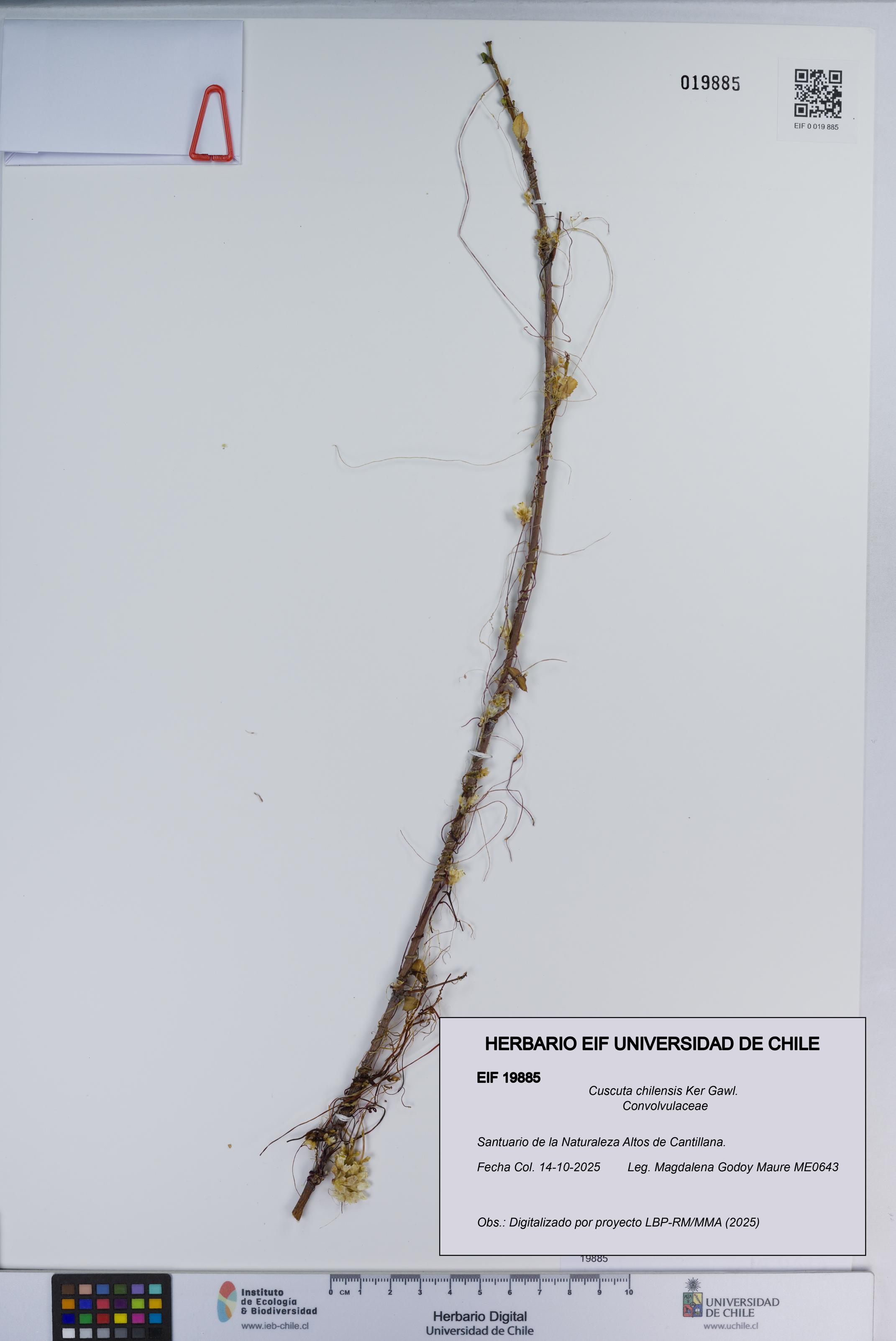 Cuscuta chilensis [Espécimen: ]
