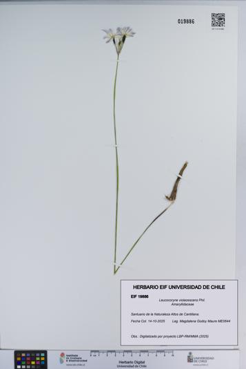 Leucocoryne violacescens [Espécimen: ]