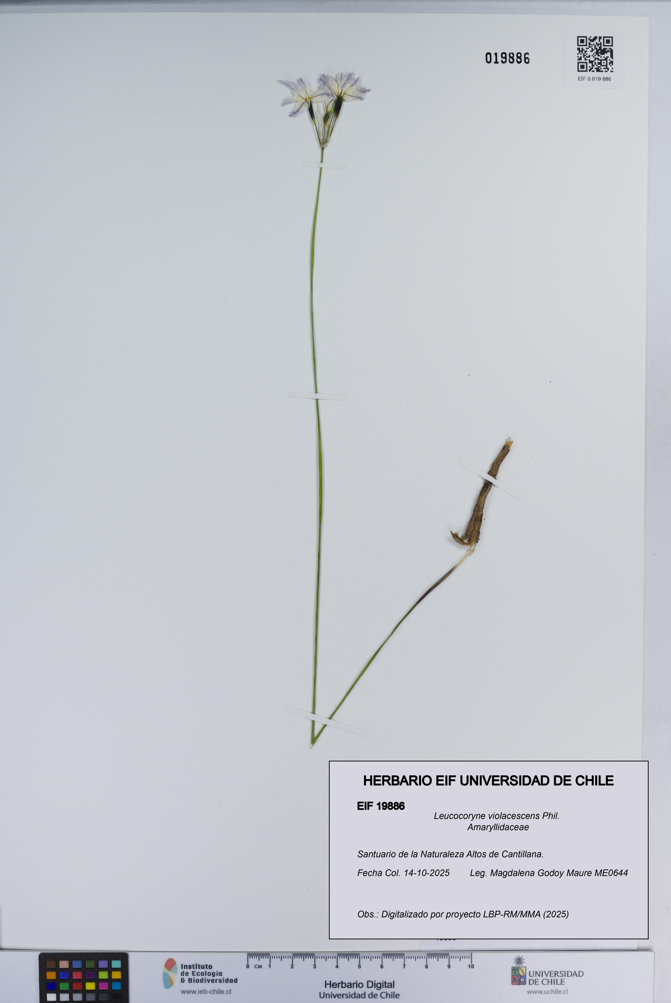Leucocoryne violacescens [Espécimen: ]