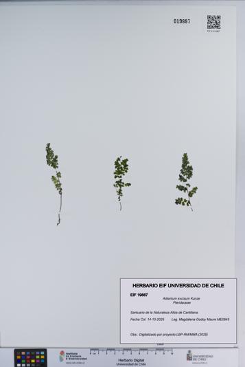 Adiantum excisum [Espécimen: ]