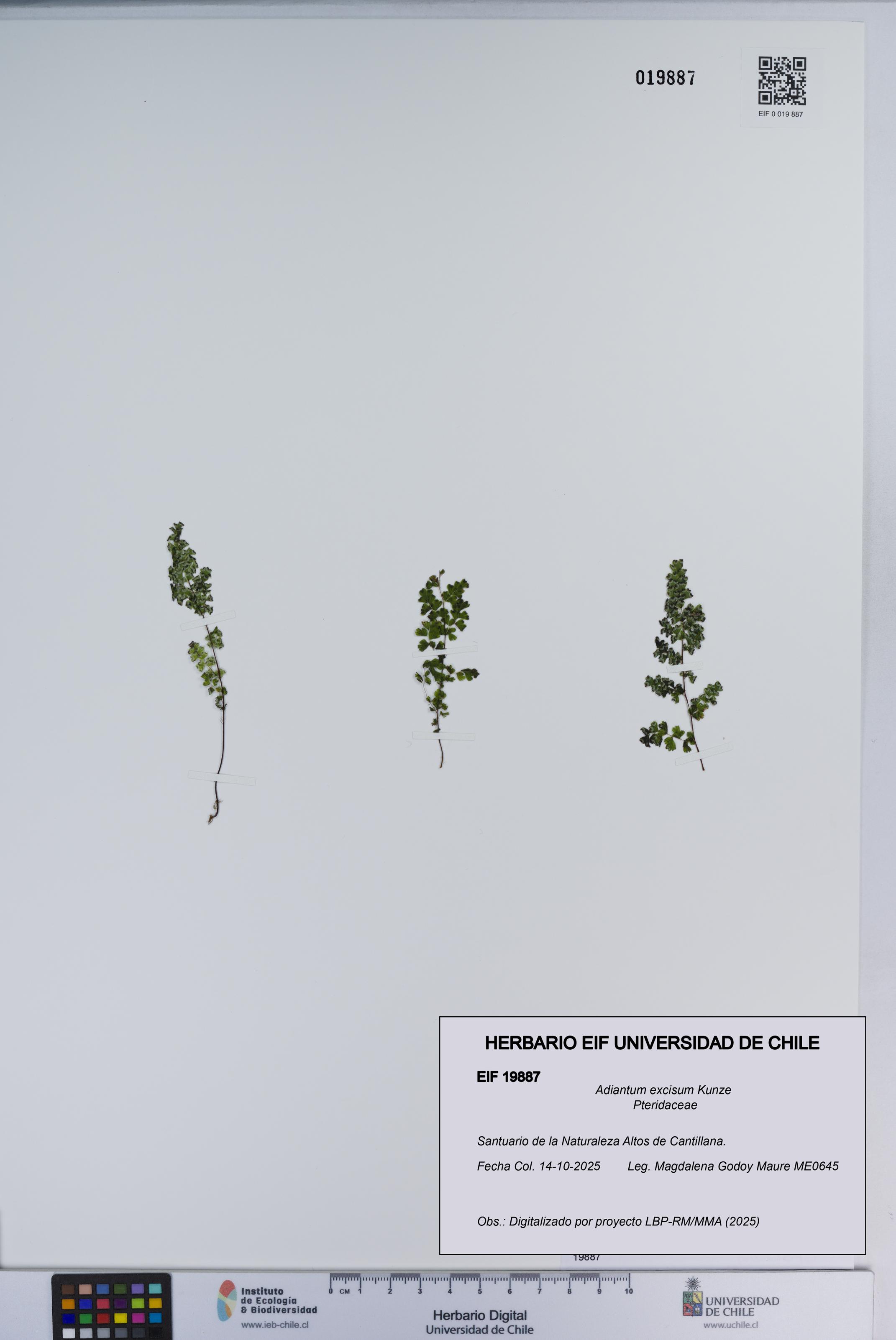 Adiantum excisum [Espécimen: ]