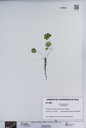 Geranium pusillum [Espécimen: ]