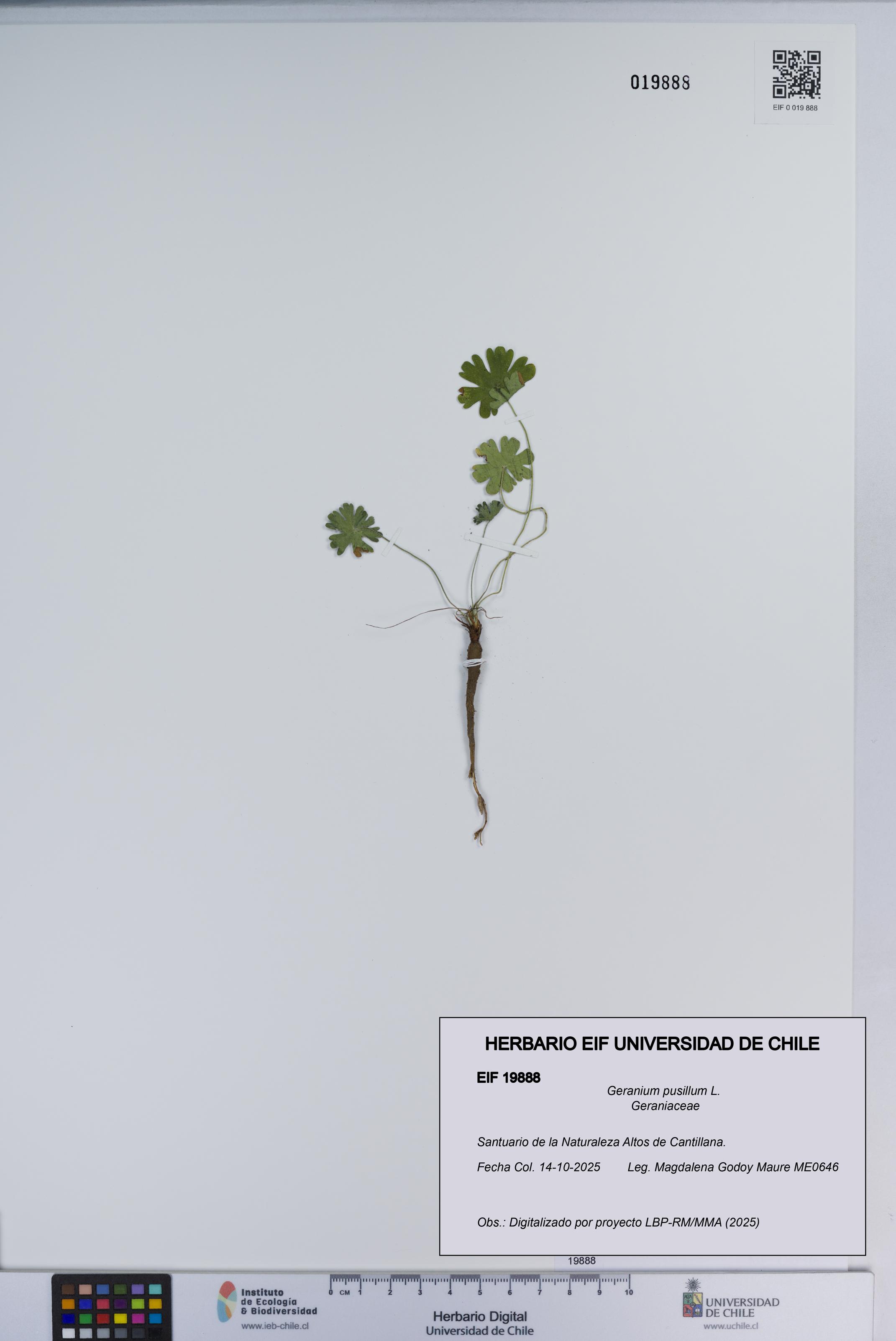 Geranium pusillum [Espécimen: ]
