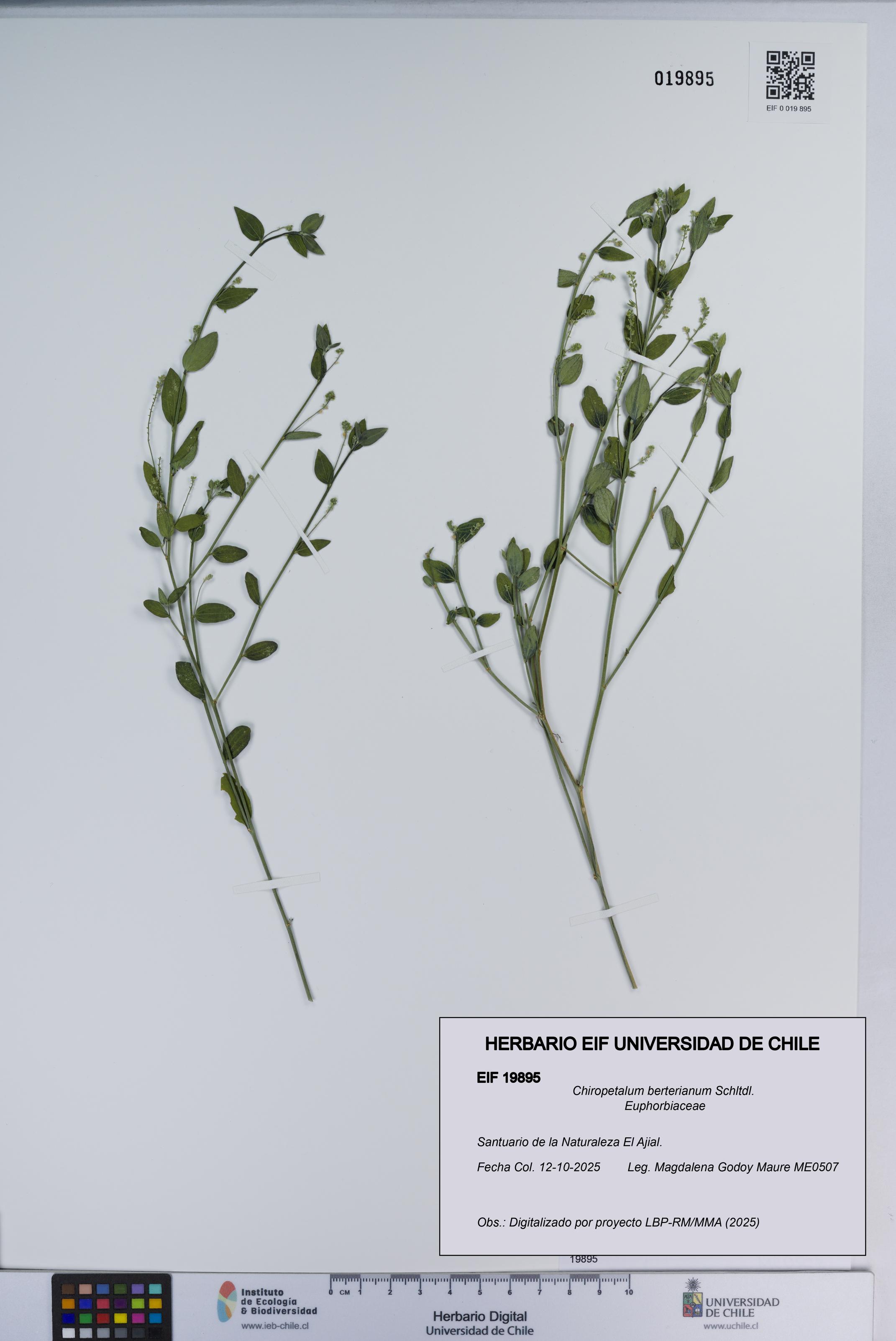 Chiropetalum berterianum [Espécimen: ]