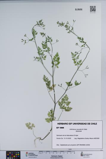 Anthriscus caucalis [Espécimen: ]