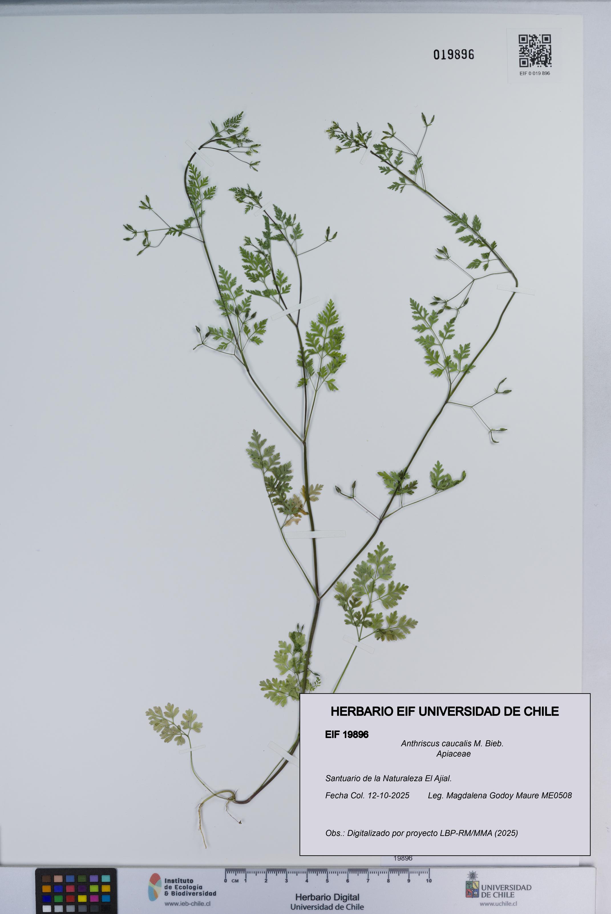 Anthriscus caucalis [Espécimen: ]