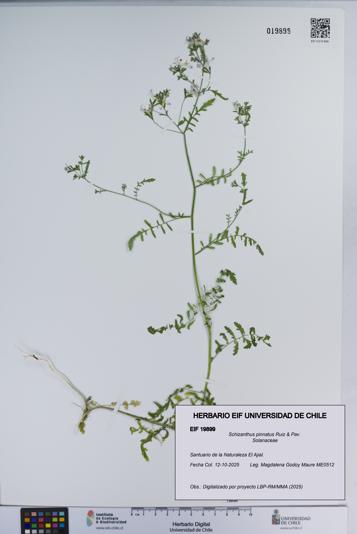 Schizanthus pinnatus [Espécimen: ]