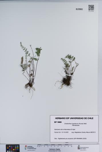 Cheilanthes hypoleuca [Espécimen: ]