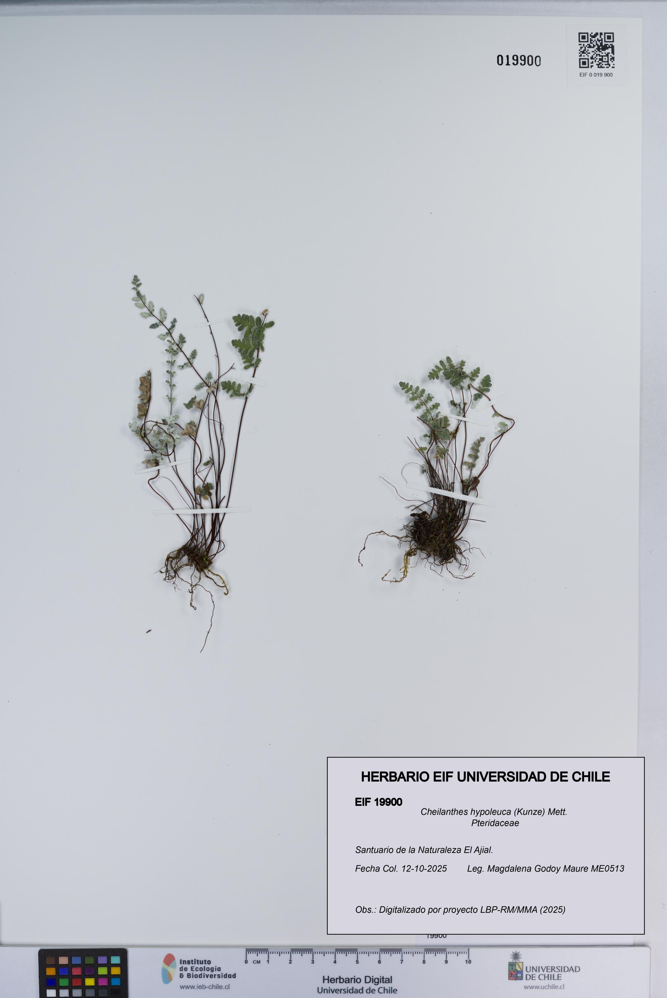 Cheilanthes hypoleuca [Espécimen: ]