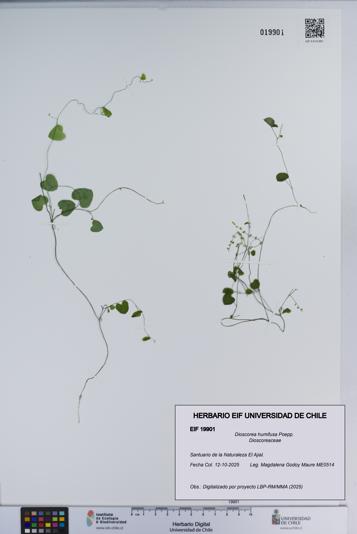 Dioscorea humifusa [Espécimen: ]