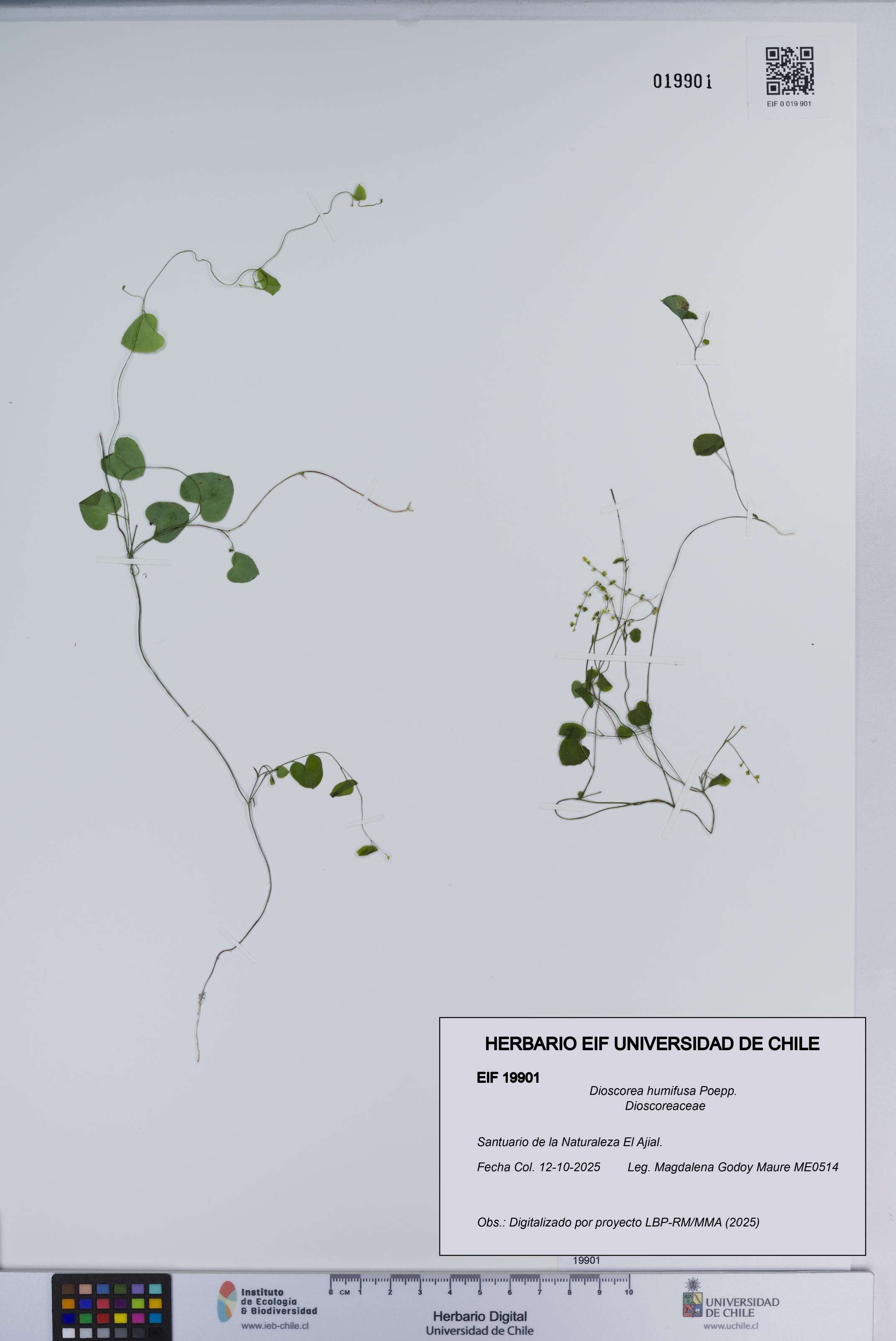 Dioscorea humifusa [Espécimen: ]