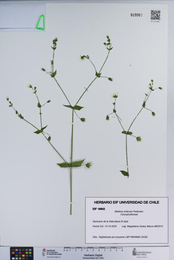 Stellaria chilensis [Espécimen: ]