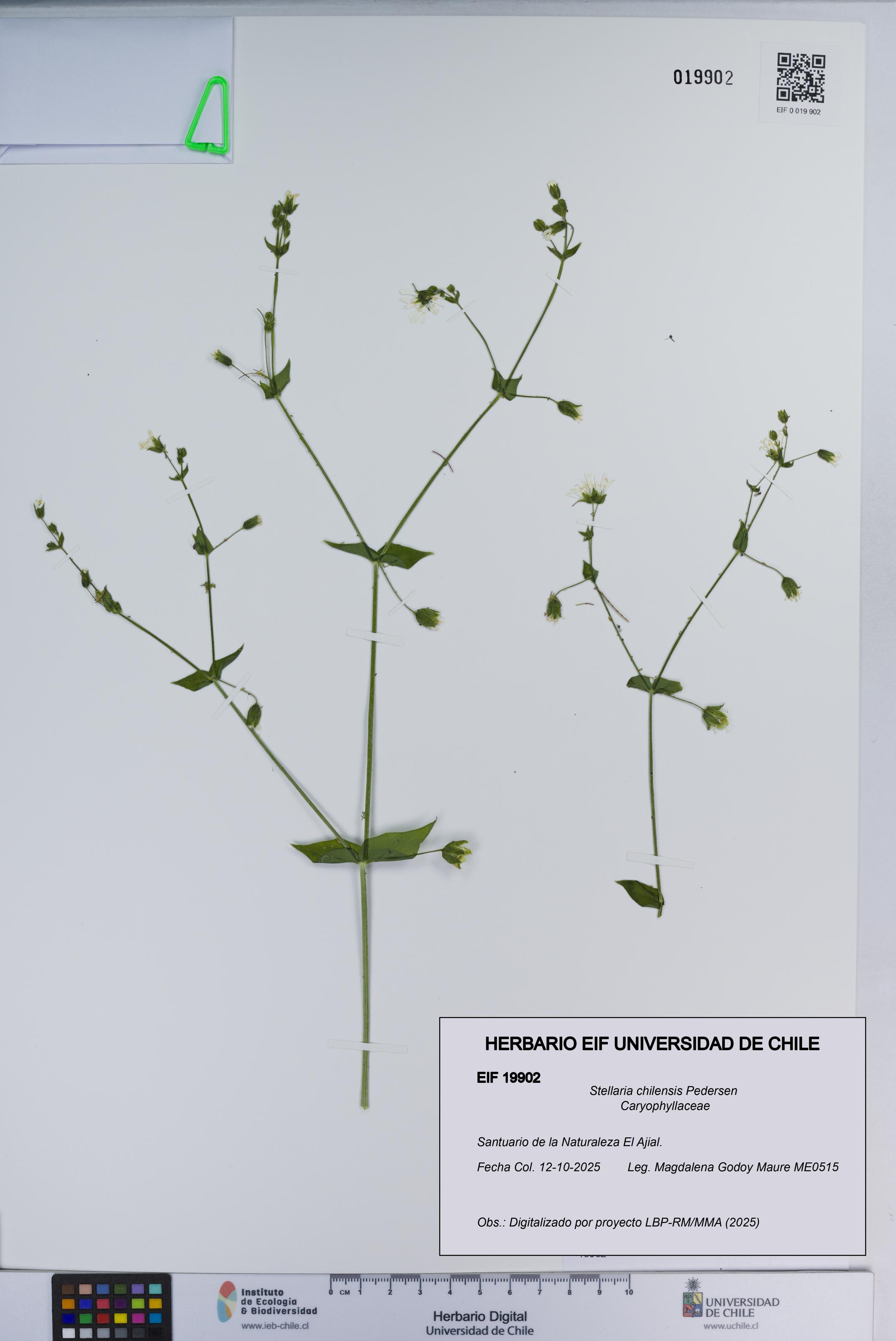 Stellaria chilensis [Espécimen: ]