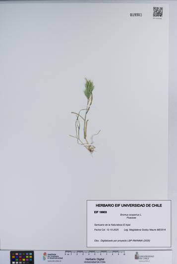 Bromus scoparius [Espécimen: ]