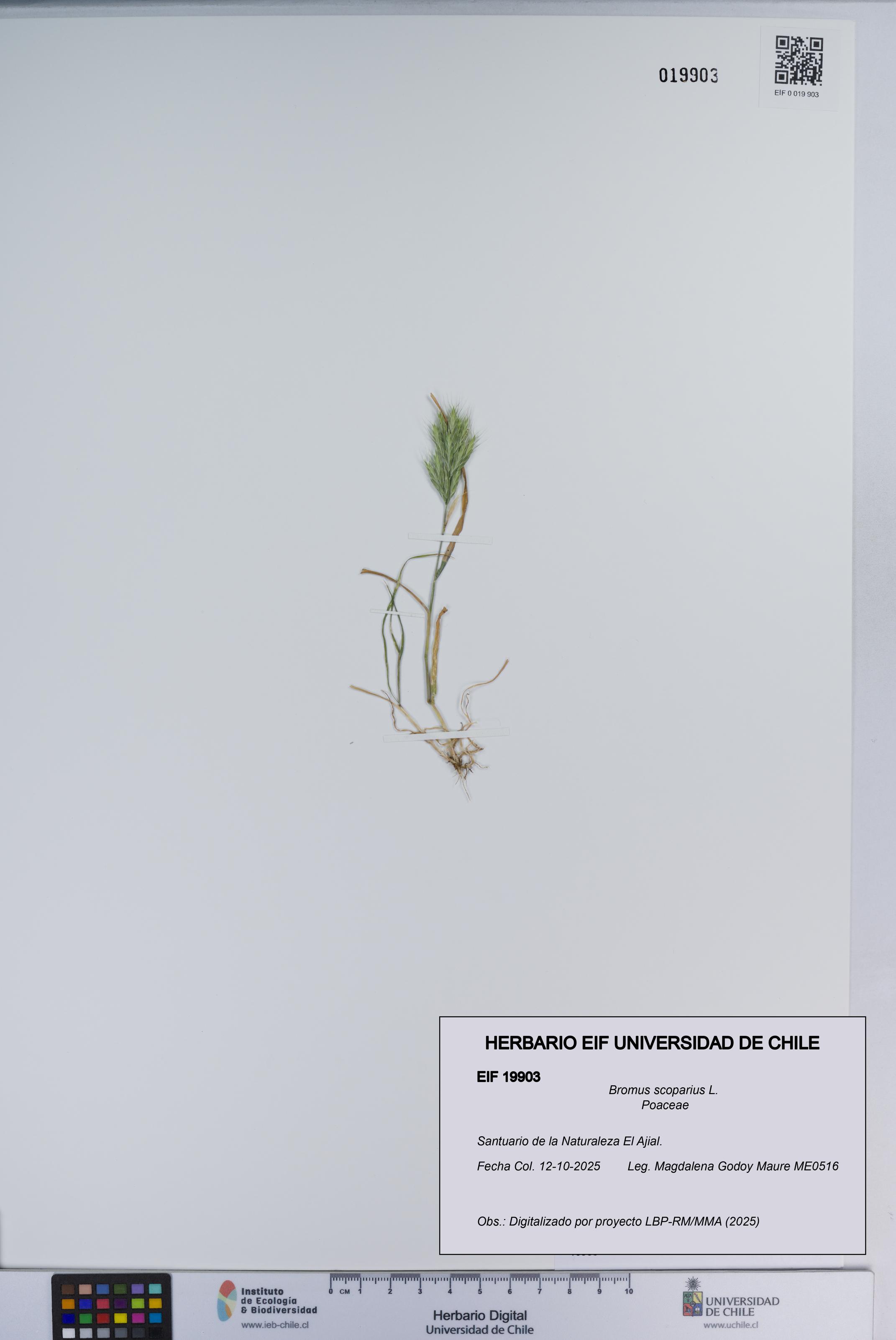 Bromus scoparius [Espécimen: ]