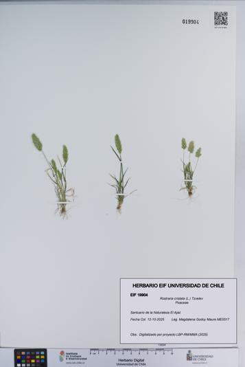Rostraria cristata [Espécimen: ]
