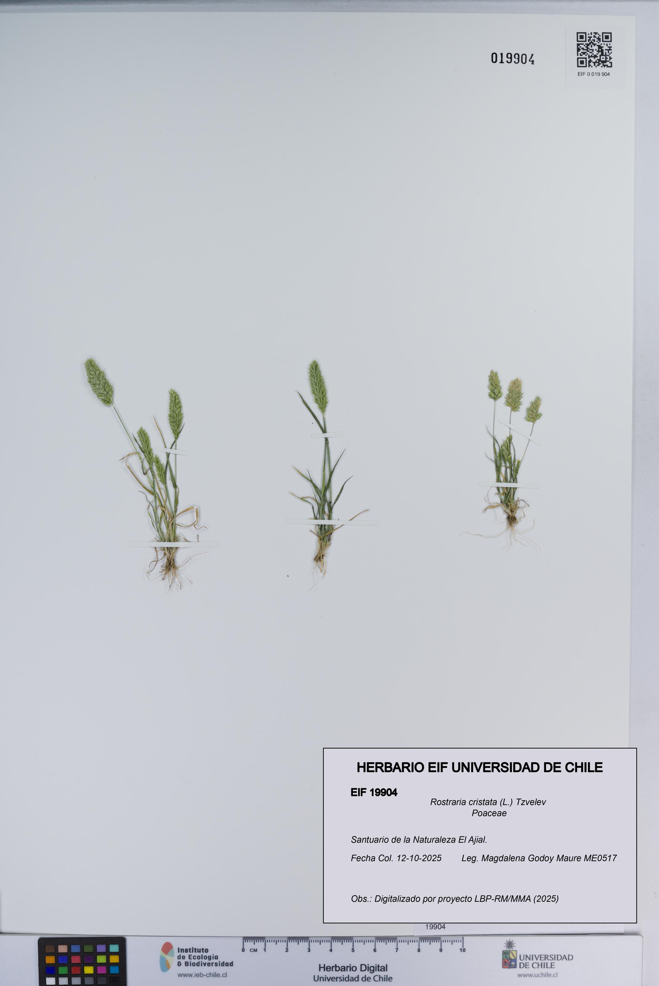 Rostraria cristata [Espécimen: ]