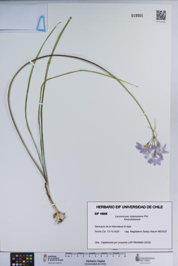 Leucocoryne violacescens [Espécimen: ]