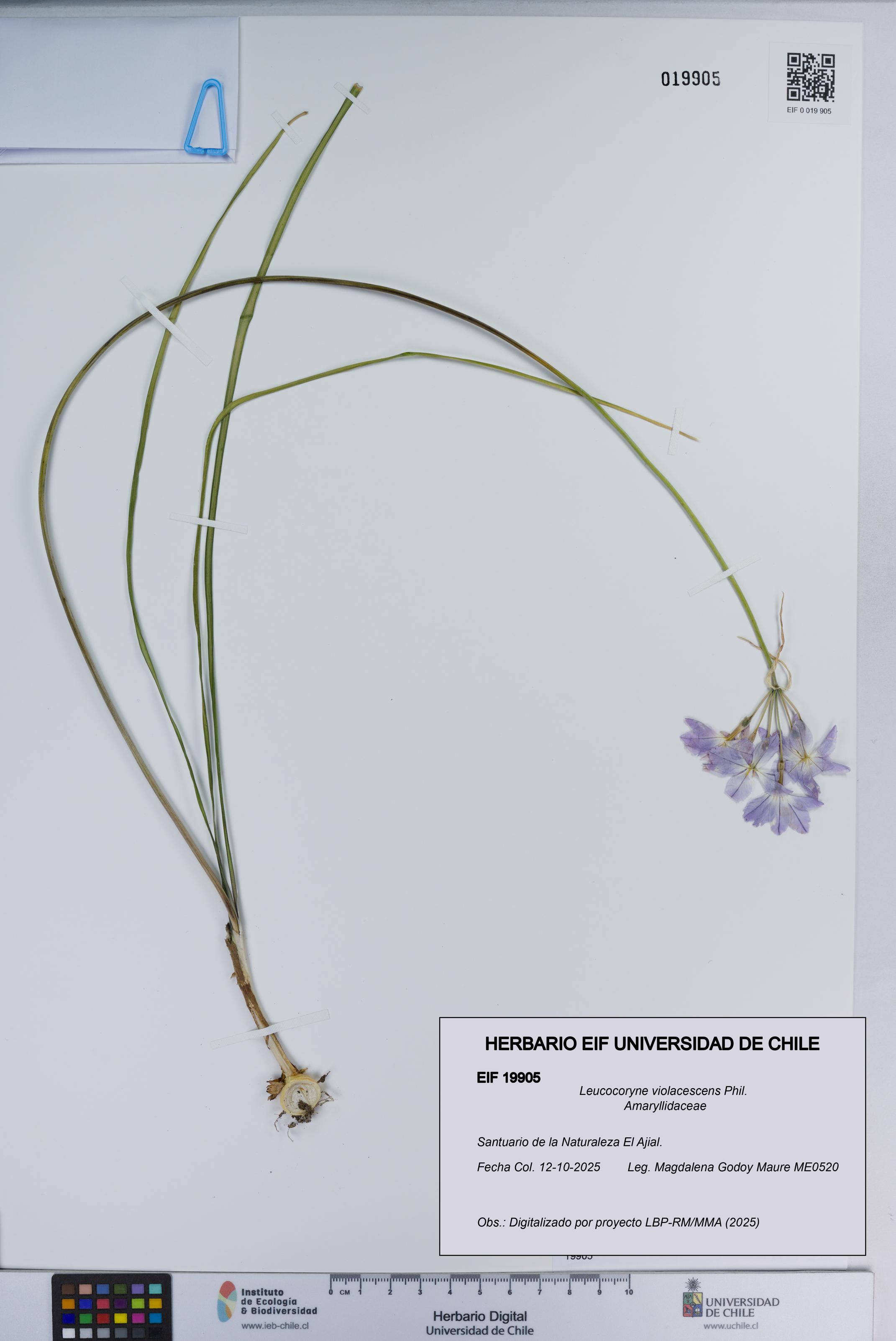 Leucocoryne violacescens [Espécimen: ]
