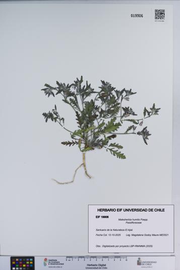 Malesherbia humilis [Espécimen: ]