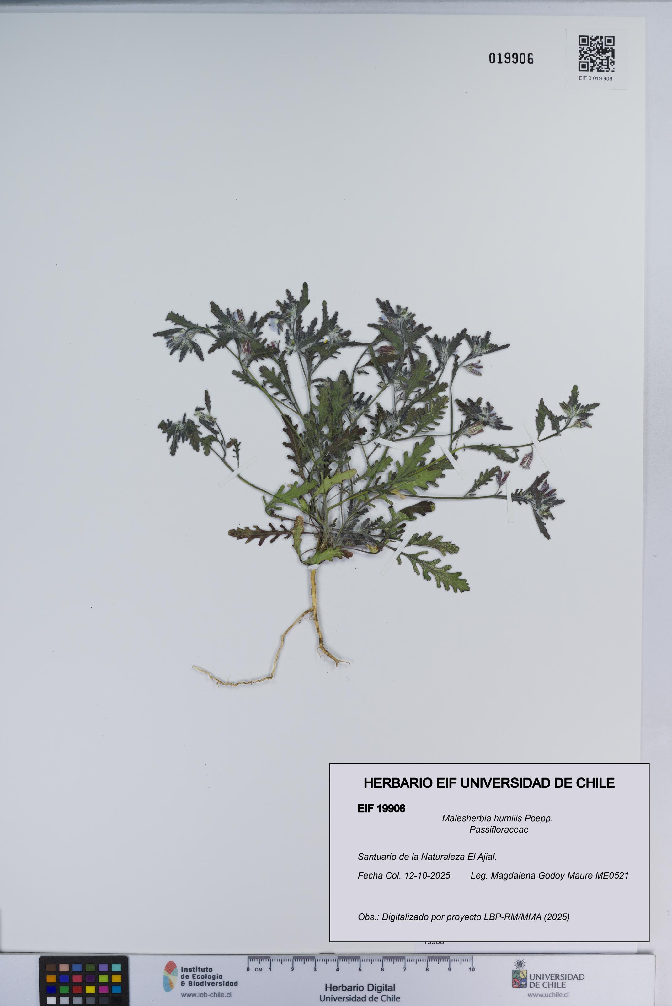 Malesherbia humilis [Espécimen: ]