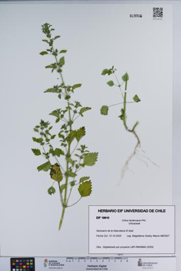 Urtica berteroana [Espécimen: ]