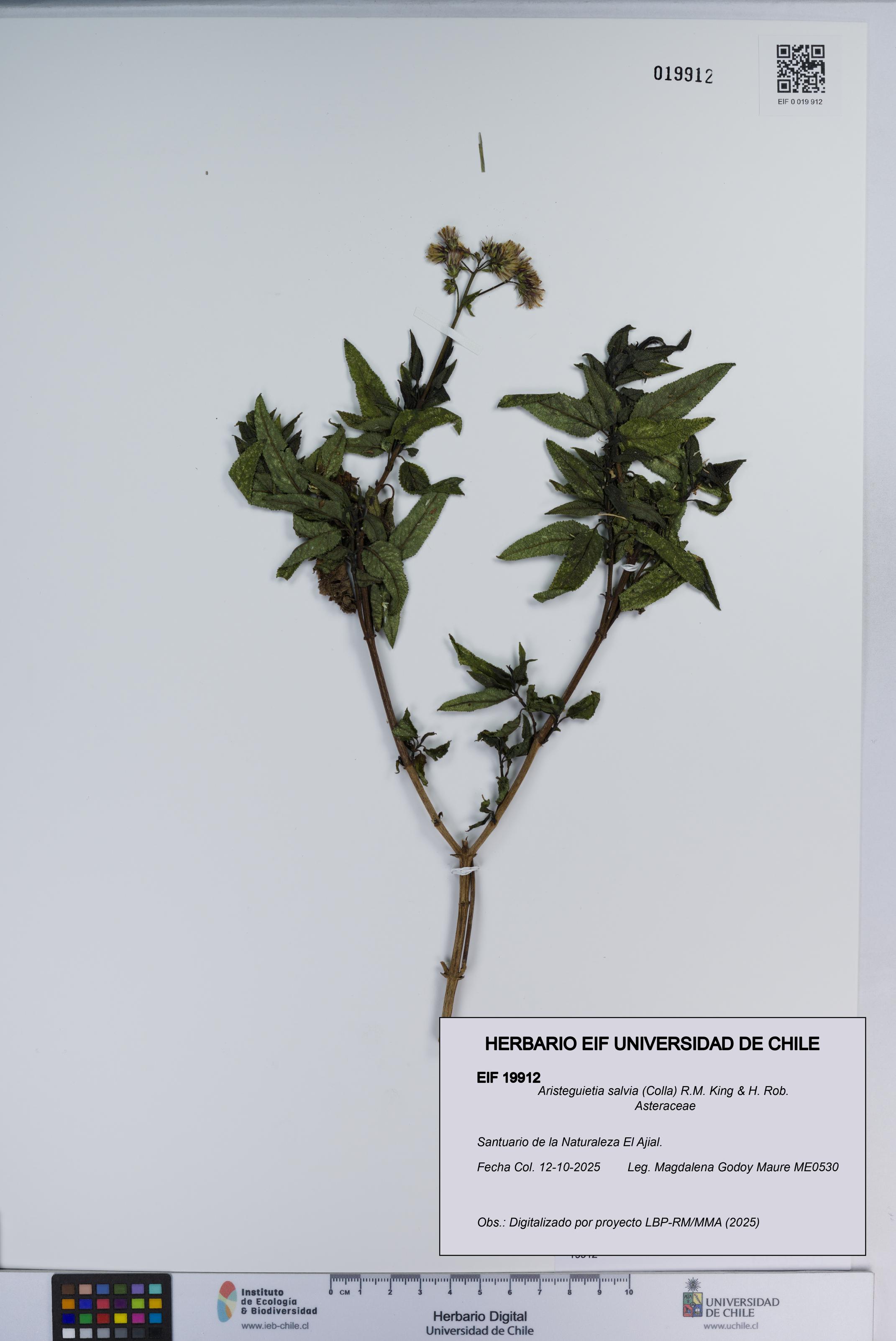 Aristeguietia salvia [Espécimen: ]
