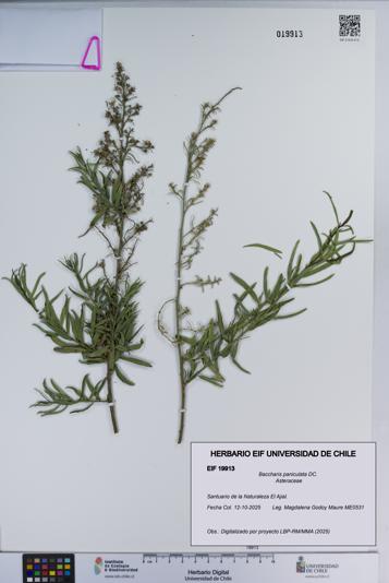 Baccharis paniculata [Espécimen: ]