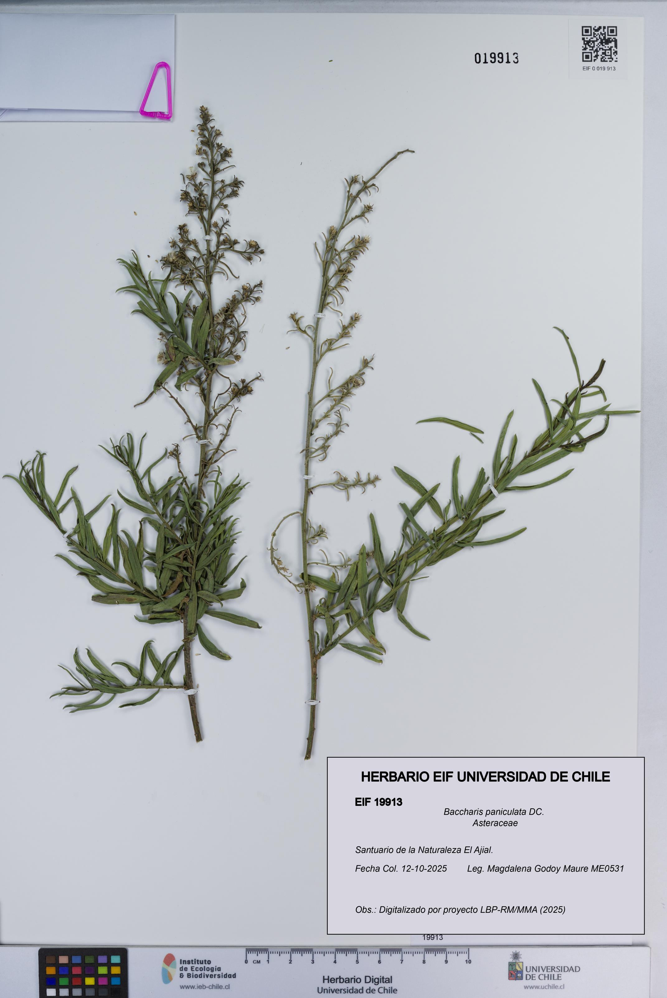 Baccharis paniculata [Espécimen: ]