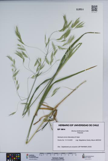 Bromus berteroanus [Espécimen: ]