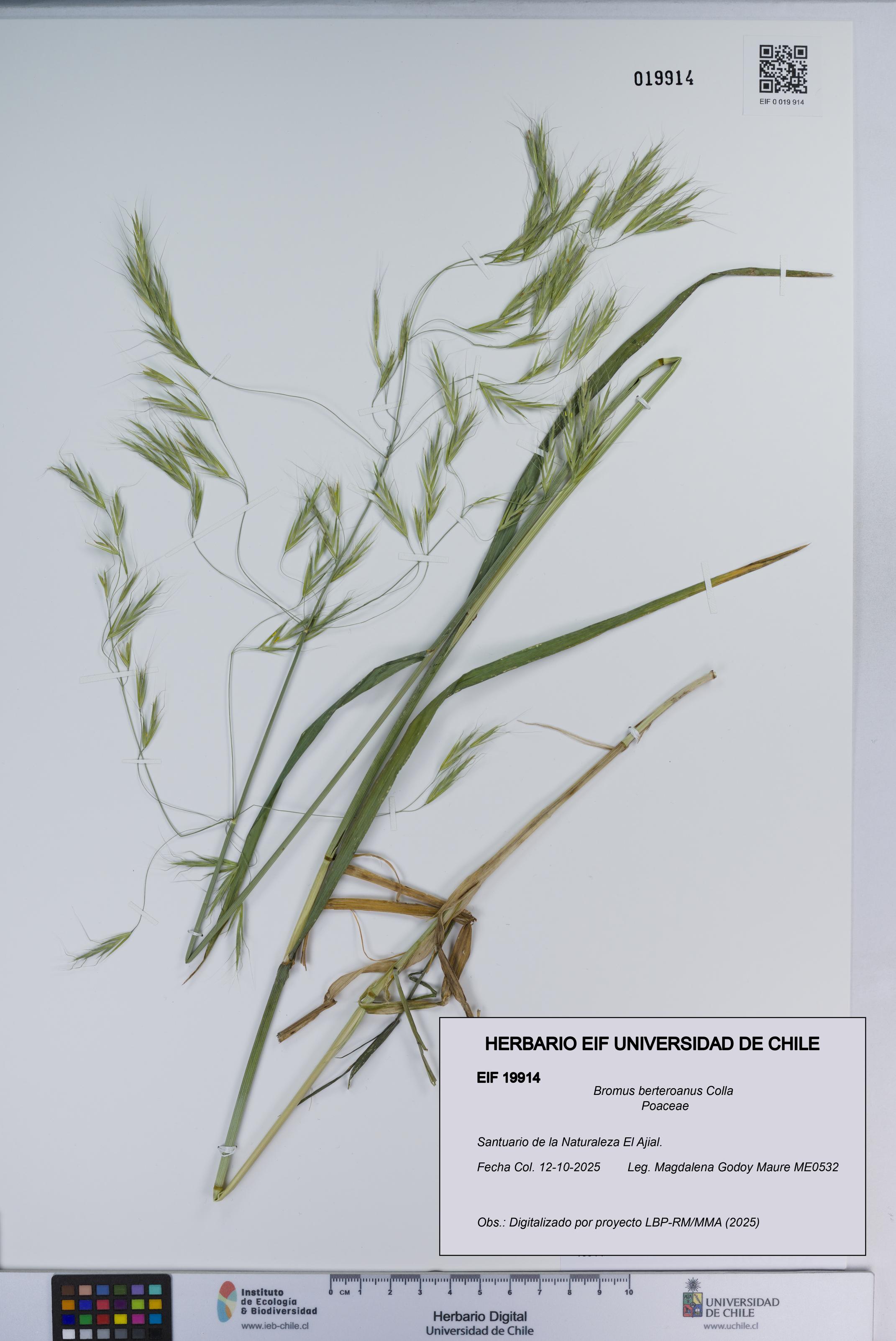 Bromus berteroanus [Espécimen: ]